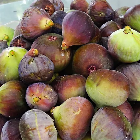 Rural Self Check In 24h 컨트리하우스