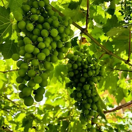 Rural Self Check In 24h 维拉弗洛尔